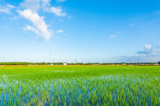 蓝天白云绿色稻田