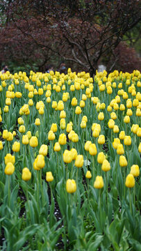 黄色郁金香花海