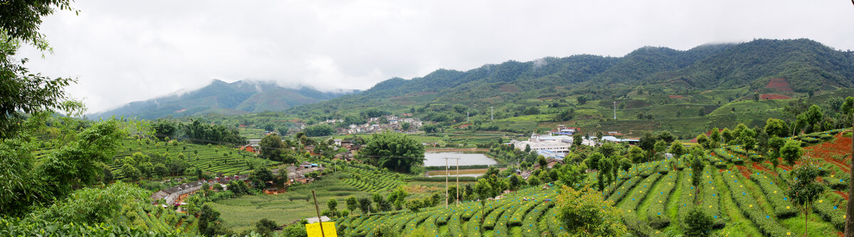 茶田全景图