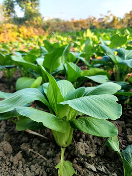 上海青菜