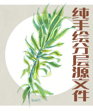 金边百合竹植物水彩花卉插画