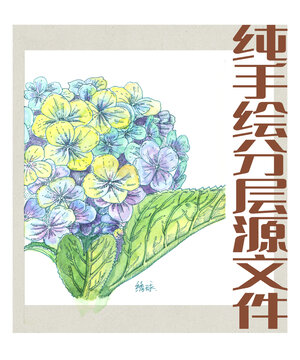 水彩绣球植物花卉插画