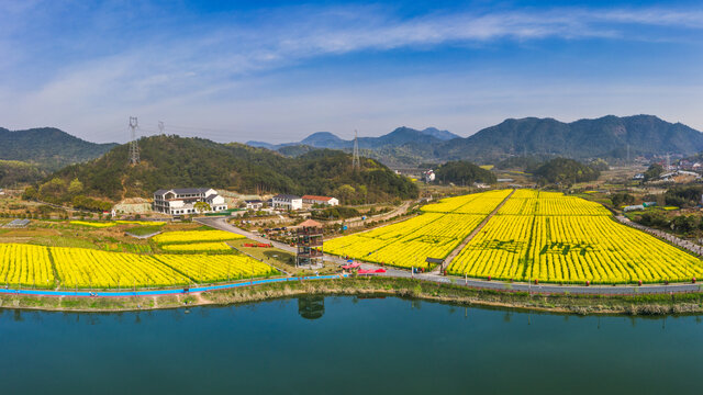 诸暨布谷湖油菜花海风光