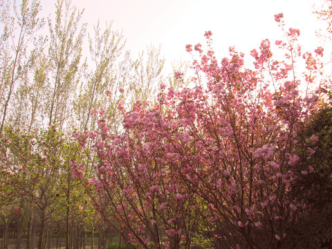 夕阳下的粉红樱花树