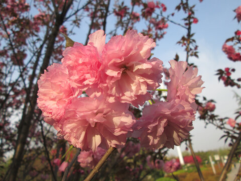 夕阳下的粉红樱花丛