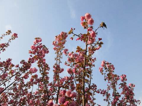 红粉樱花向阳初绽放