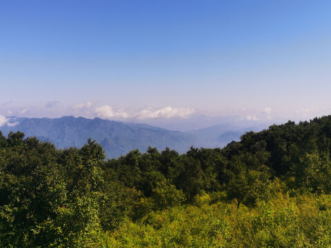 夏日里凉爽的山顶森林