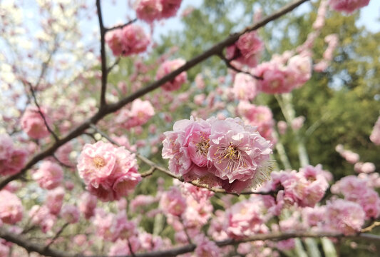 春天绽放中的桃花