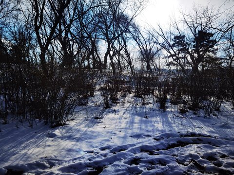 冬天雪地上洒落的阳光