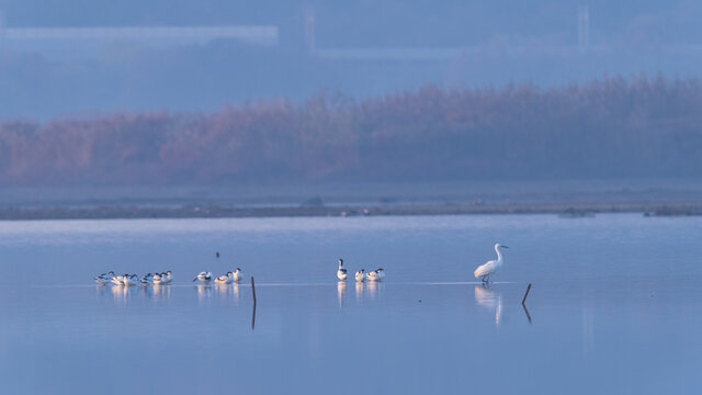 冬季湿地清晨的候鸟