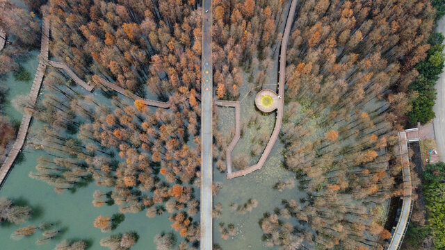 杭州青山湖水上森林