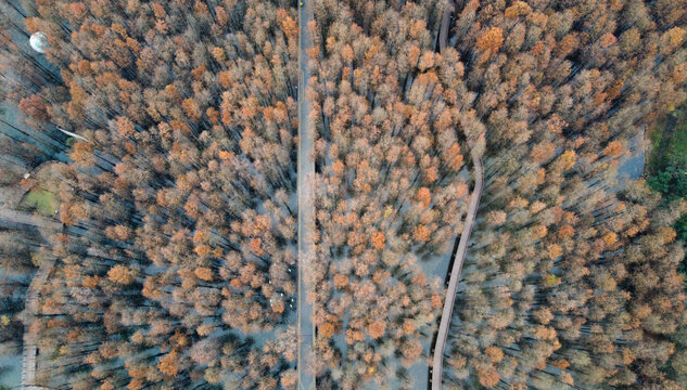 杭州青山湖水上森林