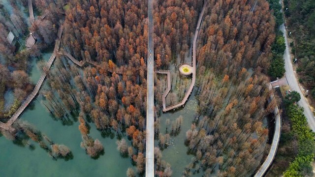 杭州青山湖水上森林