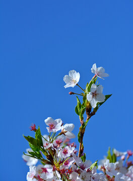 白樱花