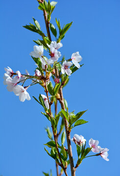 白樱花