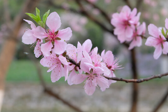 樱花