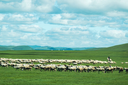 草原牧场骑马放牧羊群蒙古包