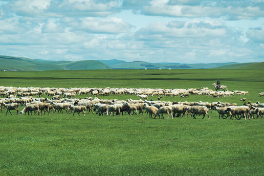 呼伦贝尔大草原羊群蒙古包
