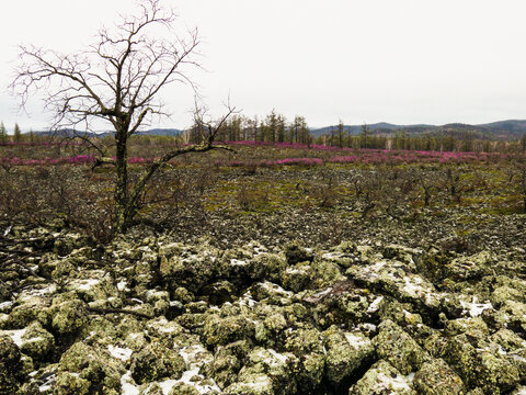 黄菠萝树火山熔岩杜鹃花春季