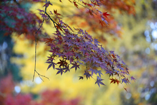 上海公园枫叶秋色