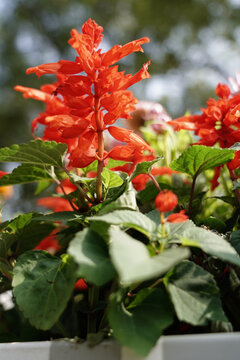 爆竹红花卉