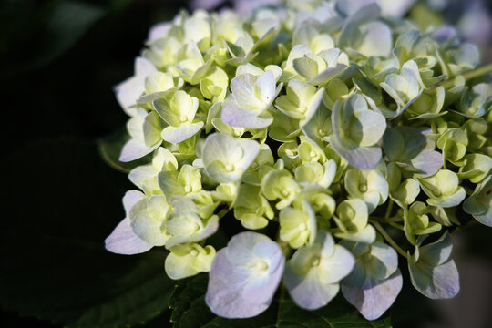 绣球花