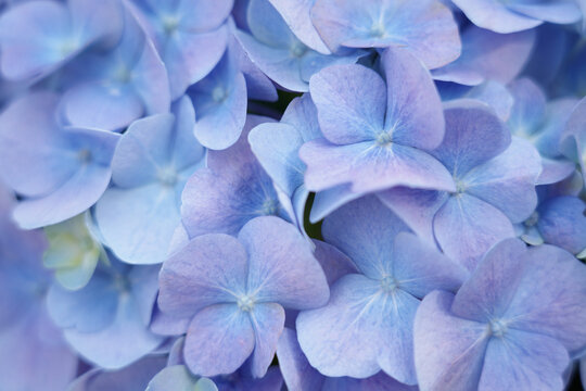 绣球花