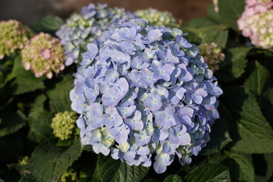 绣球花