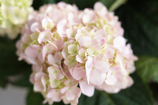 绣球花
