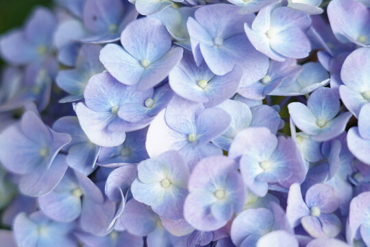 绣球花