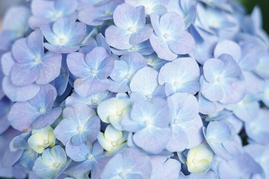 绣球花