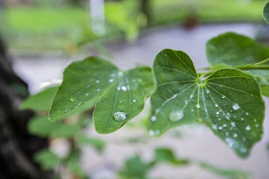 紫荆花叶水珠