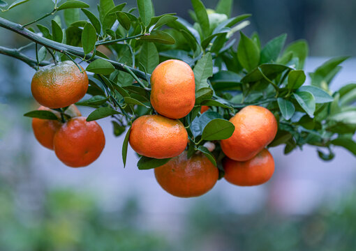 成熟的柑橘