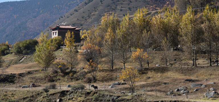 甘孜州藏寨村落彩林05