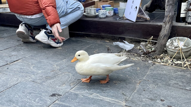 宠物鸭