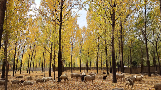 秋天杨树林放羊