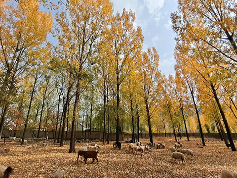 秋天树林放羊绵羊