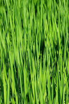 绿色水稻秧苗