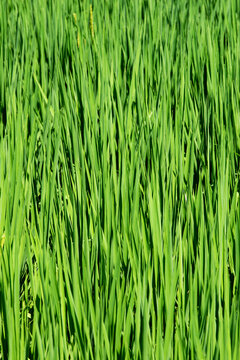 绿色水稻秧苗