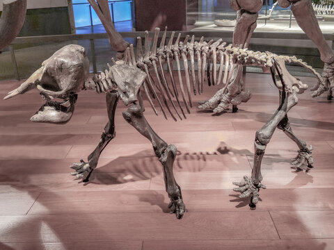 更新世晚期小猛犸象化石