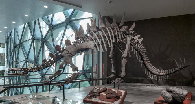 古生物剑龙骨架化石