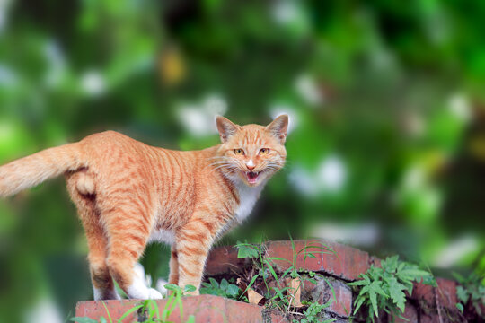 黄猫