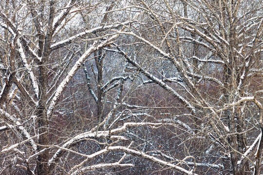 冬季树林下雪
