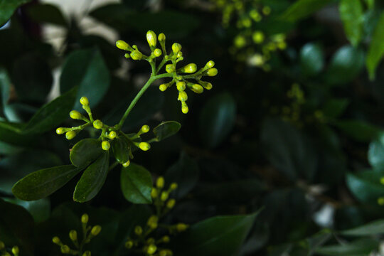 九里香花枝