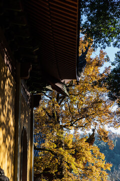 杭州灵隐寺秋色