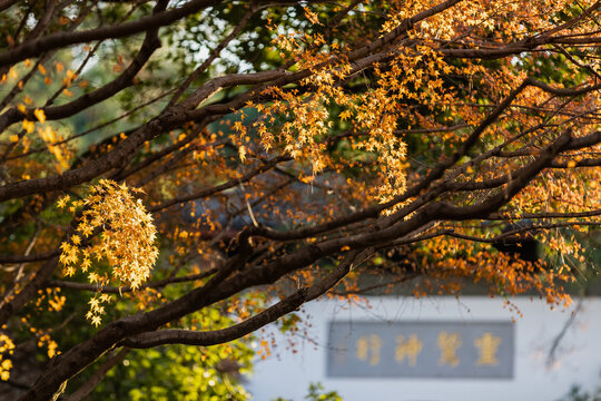 杭州灵隐寺秋色