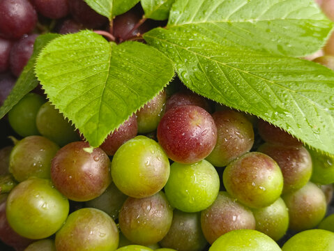 绿叶水珠葡萄