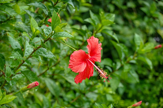 朱槿花