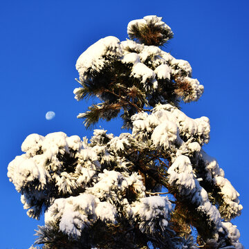 雪松