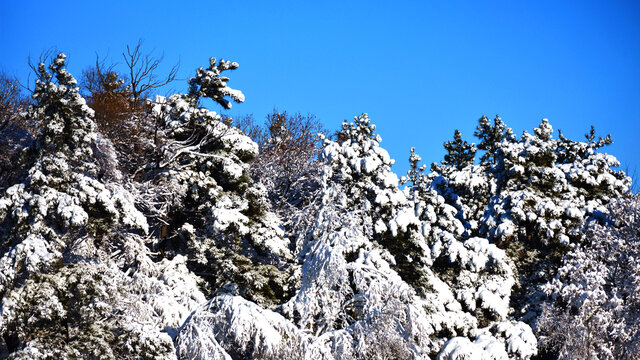 雪松